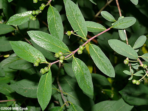 Morrow's Honeysuckle (Lonicera morrowii)