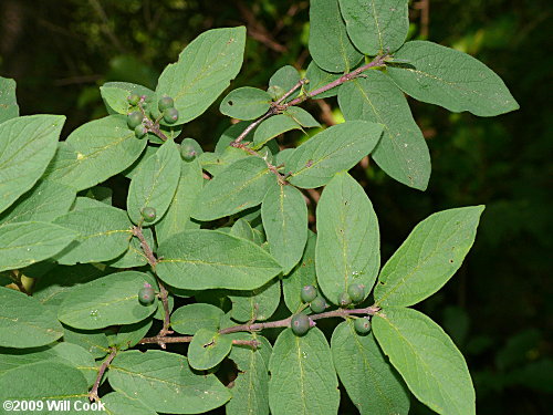 Morrow's Honeysuckle (Lonicera morrowii)