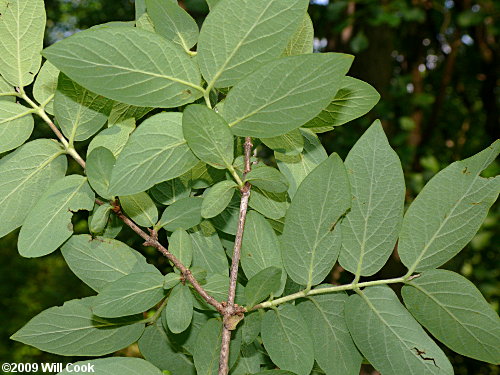 Morrow's Honeysuckle (Lonicera morrowii)