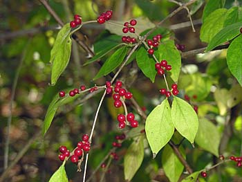 Amur Honeysuckle (Lonicera maackii)