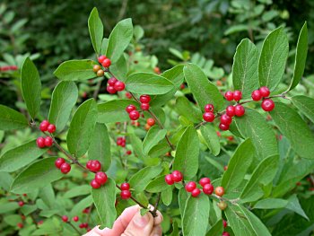 Morrow's Honeysuckle (Lonicera morrowii)