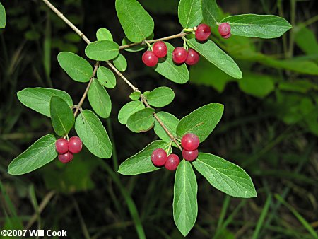 Morrow's Honeysuckle (Lonicera morrowii)