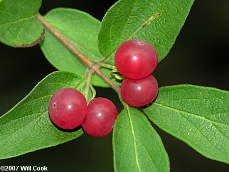 Morrow's Honeysuckle (Lonicera morrowii)