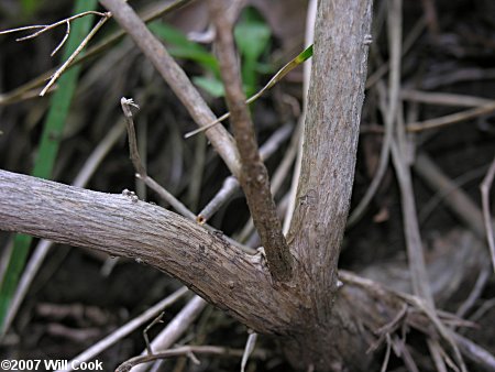 Morrow's Honeysuckle (Lonicera morrowii)