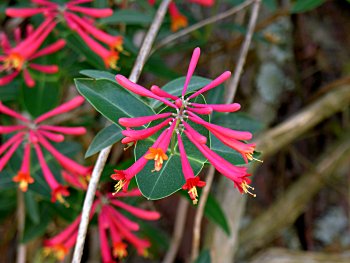 Trumpet Honeysuckle (Lonicera sempervirens)