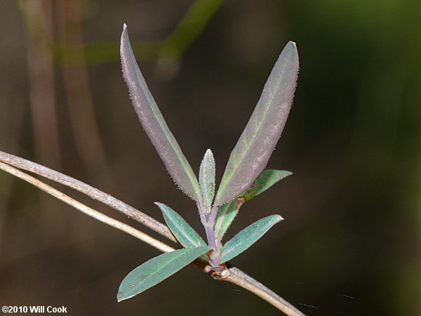 Trumpet Honeysuckle (Lonicera sempervirens)