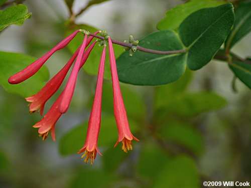 Trumpet Honeysuckle (Lonicera sempervirens) flowers