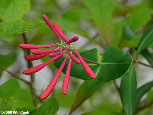 Trumpet Honeysuckle (Lonicera sempervirens) flowers