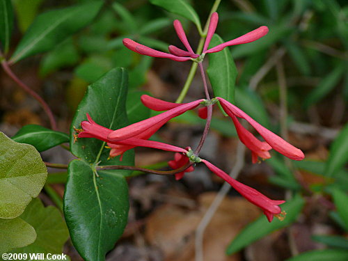 Trumpet Honeysuckle (Lonicera sempervirens) flowers