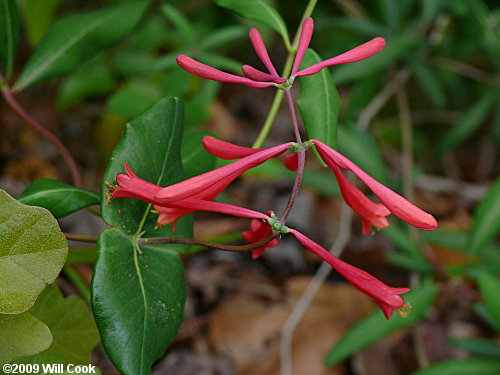 Trumpet Honeysuckle (Lonicera sempervirens) flowers