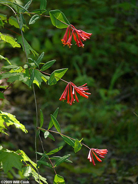 Trumpet Honeysuckle (Lonicera sempervirens)