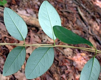 Trumpet Honeysuckle (Lonicera sempervirens)