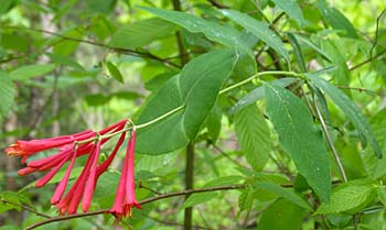 Trumpet Honeysuckle (Lonicera sempervirens)