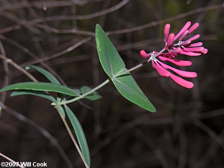 Trumpet Honeysuckle (Lonicera sempervirens)