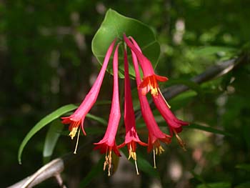 Trumpet Honeysuckle (Lonicera sempervirens)