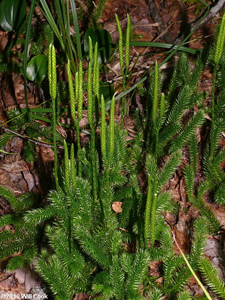 Running Clubmoss (Lycopodium clavatum)