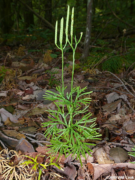 Running-Cedar, Fan Ground-Pine (Lycopodium digitatum)