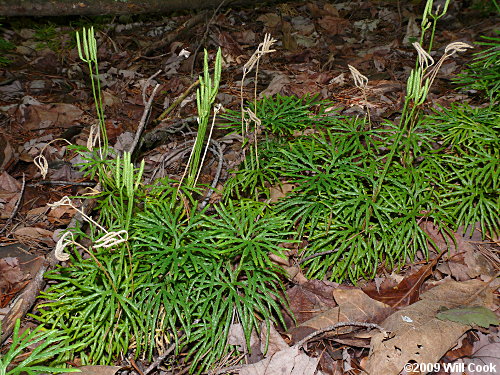 Running-Cedar, Fan Ground-Pine (Lycopodium digitatum)