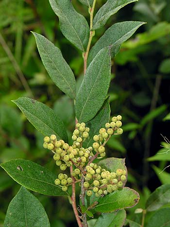 Maleberry (Lyonia ligustrina)