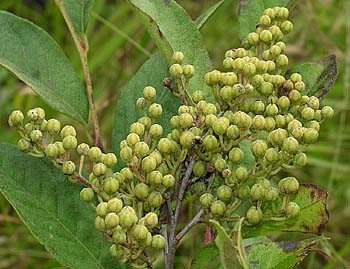 Maleberry (Lyonia ligustrina)