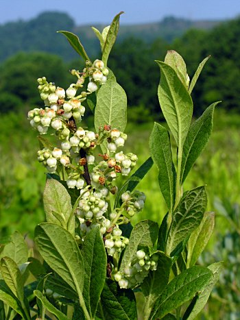 Maleberry (Lyonia ligustrina)