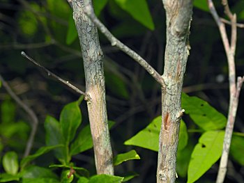 Maleberry (Lyonia ligustrina) bark