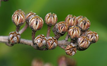 Maleberry (Lyonia ligustrina) fruit