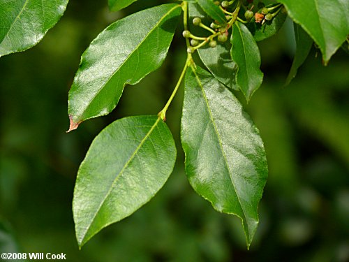 Southern Maleberry (Lyonia ligustrina var. foliosiflora)