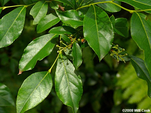 Southern Maleberry (Lyonia ligustrina var. foliosiflora)