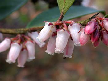 Shining Fetterbush (Lyonia lucida)