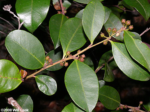 Shining Fetterbush (Lyonia lucida) fruits