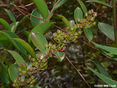 Shining Fetterbush (Lyonia lucida) fruits