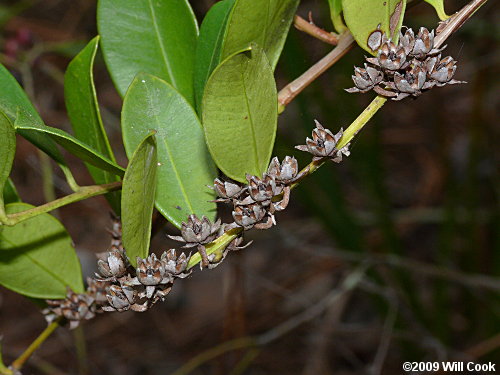 Shining Fetterbush (Lyonia lucida) fruits