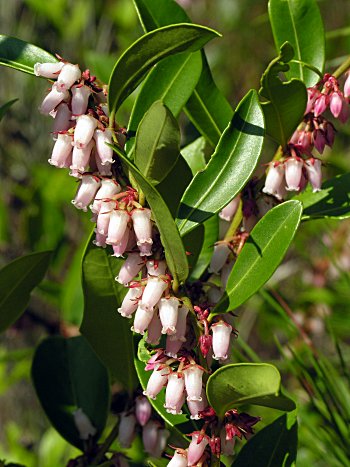 Shining Fetterbush (Lyonia lucida)