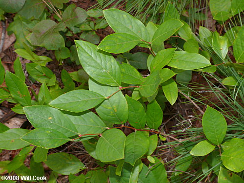 Staggerbush (Lyonia mariana)