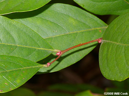 Staggerbush (Lyonia mariana)