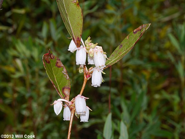 Staggerbush (Lyonia mariana)