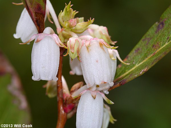 Staggerbush (Lyonia mariana)