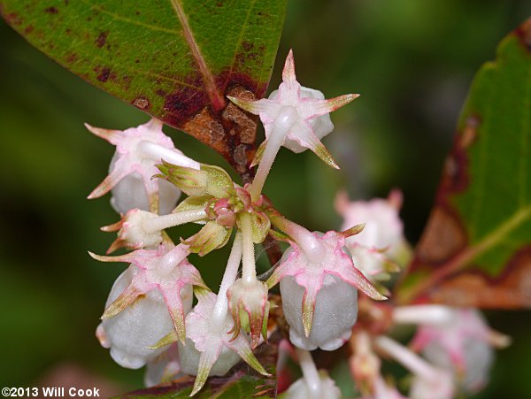 Staggerbush (Lyonia mariana)