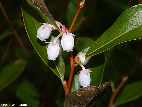 Staggerbush (Lyonia mariana)