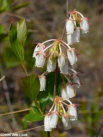 Staggerbush (Lyonia mariana)