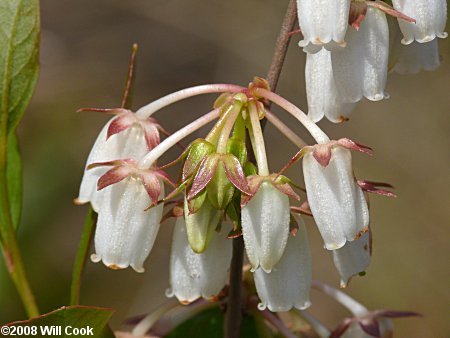 Staggerbush (Lyonia mariana)