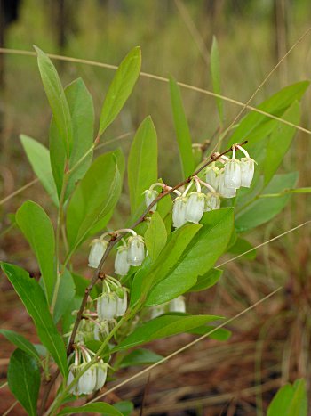 Staggerbush (Lyonia mariana)