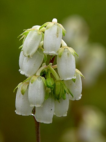 Staggerbush (Lyonia mariana)