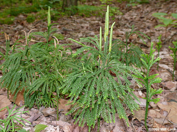 Common Ground-pine (Lycopodium obscurum)