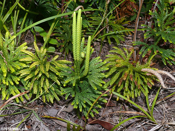 Common Ground-pine (Lycopodium obscurum)
