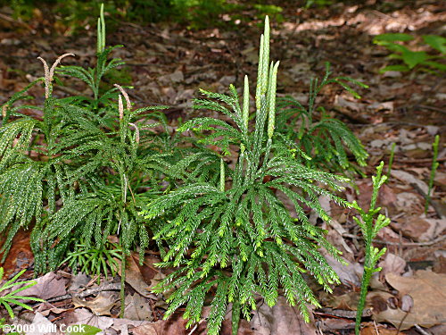 Common Ground-pine (Lycopodium obscurum)