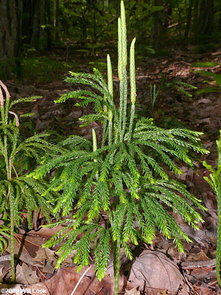 Common Ground-pine (Lycopodium obscurum)