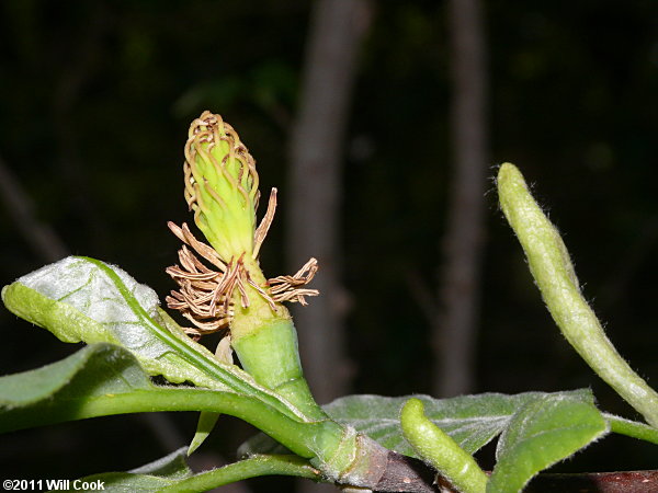 Cucumber-Tree (Magnolia acuminata) flower