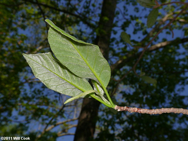 Cucumber-Tree (Magnolia acuminata) flower